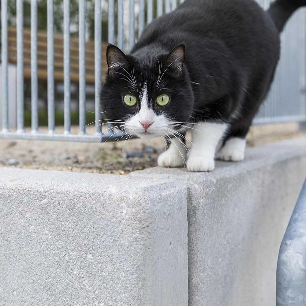 Katze auf Betonsteinen