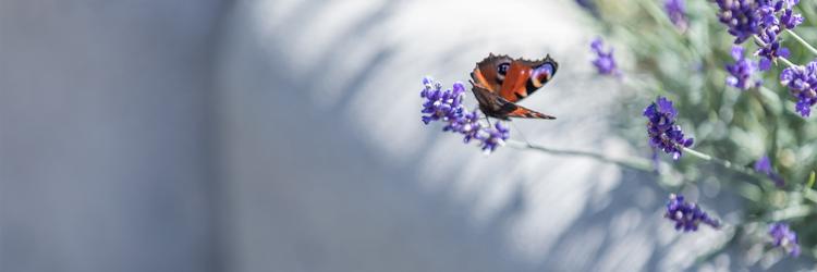 [Translate to Polski:] Schmetterling an Blüten vor runder Betonmauer